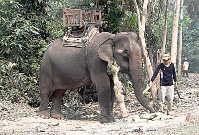 Elephant in an Elephant Camp near Luang Prabang by Asienreisender